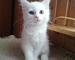 Кошки в Чехове: котята турецкой ангоры Мальчик, 500 руб. - фото 2
