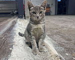 Кошки в Москве: Котёнок в заботливые руки Мальчик, Бесплатно - фото 3