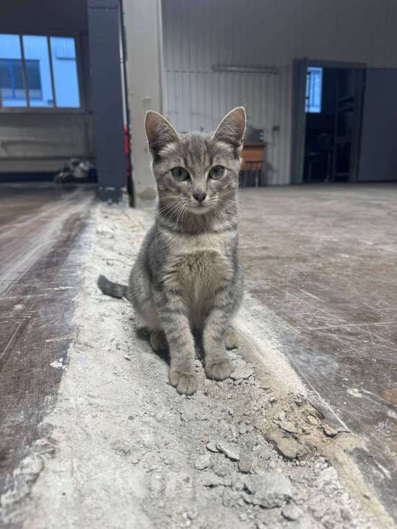 Кошки в Москве: Котёнок в заботливые руки Мальчик, Бесплатно - фото 3