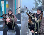 Собаки в Москве: Компаньонка Пончик  Девочка, Бесплатно - фото 4
