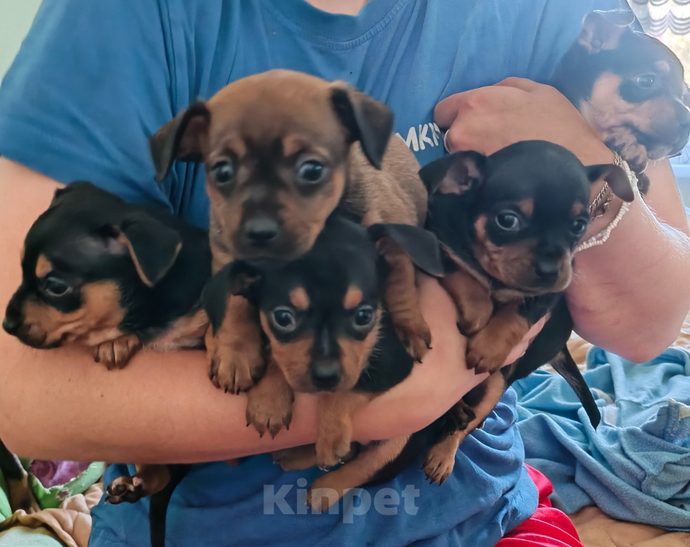 Собаки в других городах Красноярского края: Продам тойчиков Мальчик, 5 000 руб. - фото 1