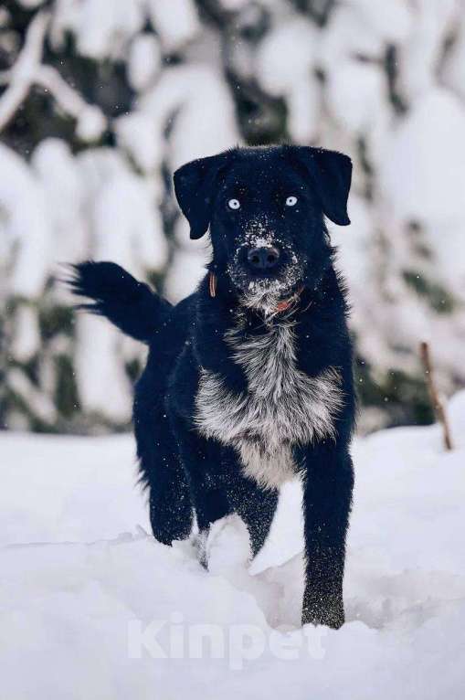 Собаки в других городах Московской области: Джастин якутенок Мальчик, Бесплатно - фото 3