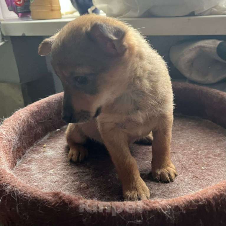 Собаки в Москве: Щеночек в добрые ручки Девочка, Бесплатно - фото 3