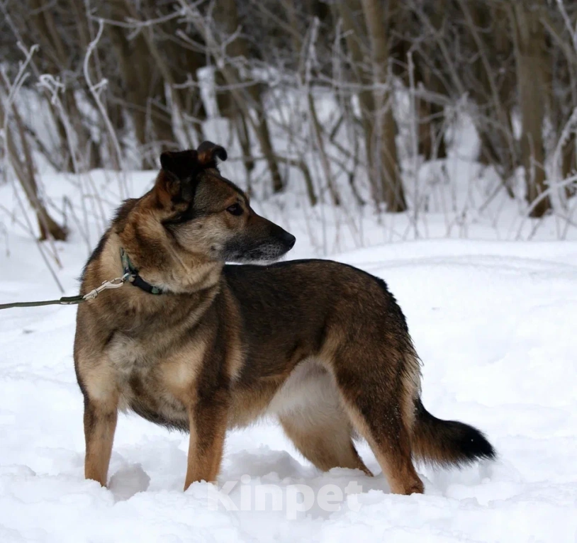 Собаки в Москве: Гера в поисках семьи Девочка, Бесплатно - фото 10