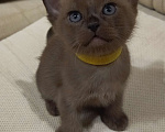 Кошки в Самаре: Котята бурманской породы Мальчик, 35 000 руб. - фото 8