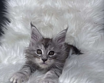 Кошки в Кудрово: Котенок мейн-кун Мальчик, 80 000 руб. - фото 4