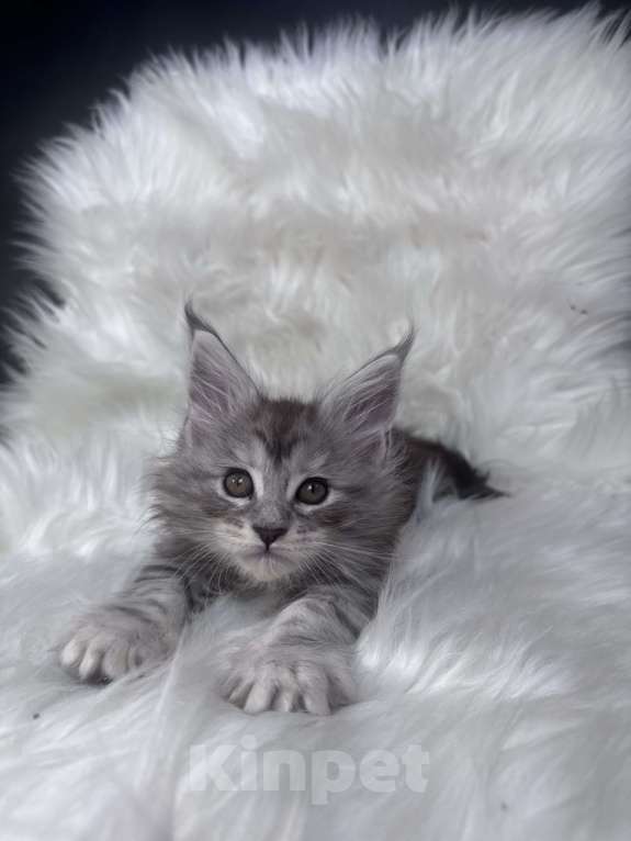 Кошки в Кудрово: Котенок мейн-кун Мальчик, 80 000 руб. - фото 4