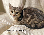 Кошки в Москве: Четыре маленьких сердечка ищут хозяев Девочка, Бесплатно - фото 9