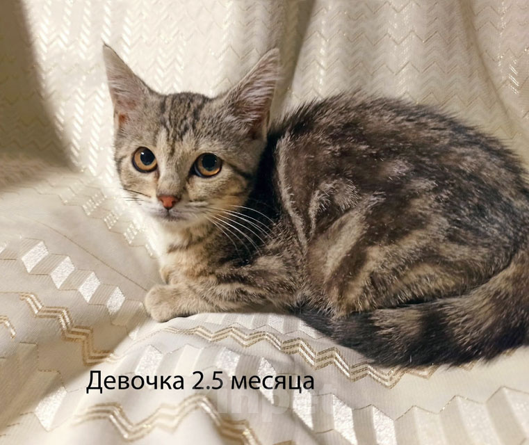 Кошки в Москве: Четыре маленьких сердечка ищут хозяев Девочка, Бесплатно - фото 9