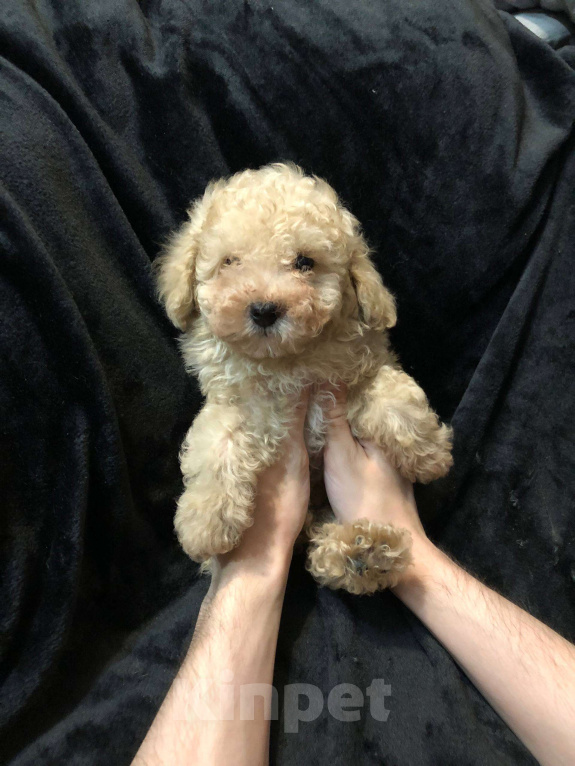Собаки в Москве: Той пудель мальчик Мальчик, 45 000 руб. - фото 2