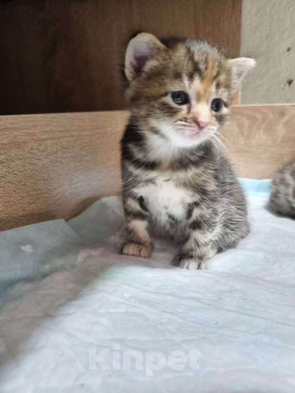 Кошки в других городах Московской области: Котята от шотландской кошки отец неизвестен  Девочка, Бесплатно - фото 9