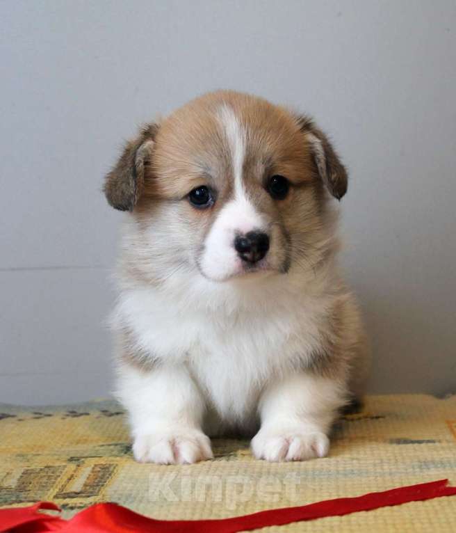 Собаки в Нижнем Новгороде: Щенки Вельш Корги Пемброк Девочка, 60 000 руб. - фото 3