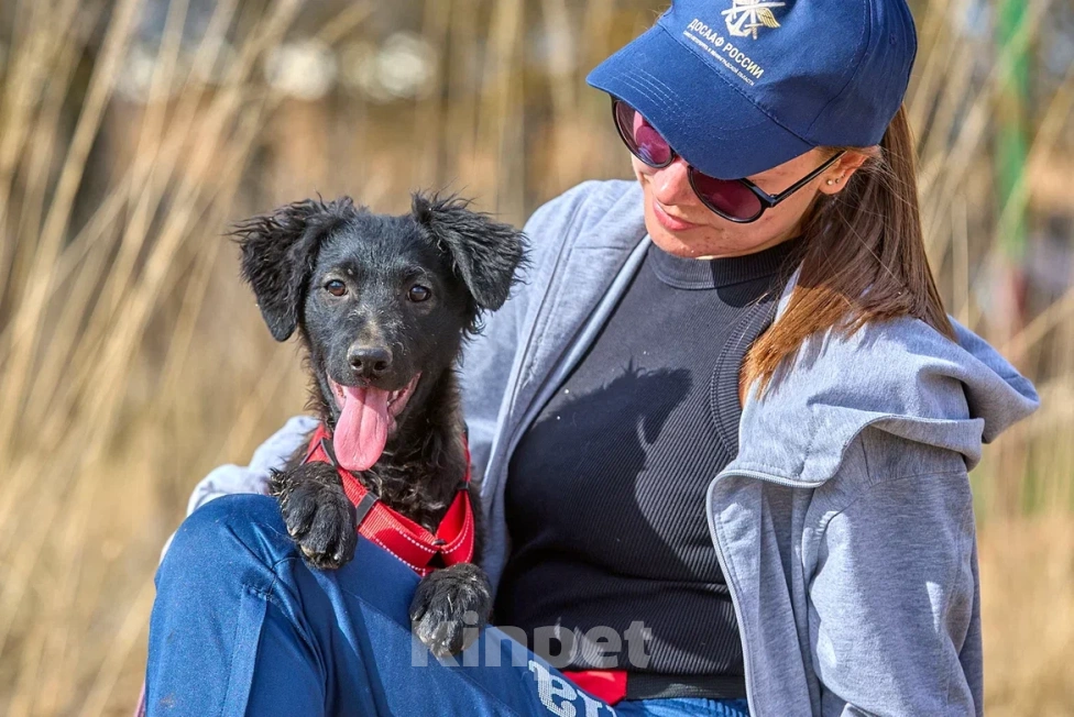 Собаки в Москве: Маленькая собака щенок в дар Девочка, Бесплатно - фото 4