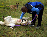 Собаки в Наро-Фоминске: Умка – наиумнейший  Мальчик, Бесплатно - фото 10