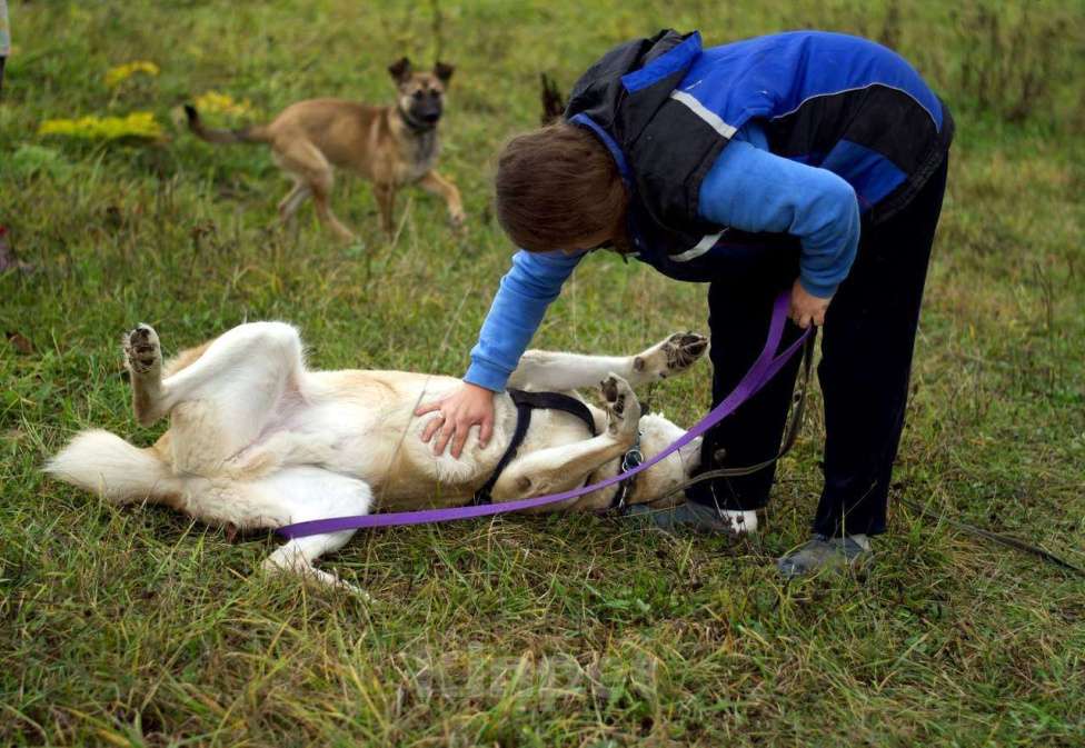 Собаки в Наро-Фоминске: Умка – наиумнейший  Мальчик, Бесплатно - фото 10