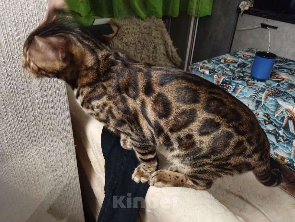 Кошки в Люберцах: Бенгальский чистокровный кот  Мальчик, 40 000 руб. - фото 6