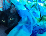 Кошки в Кемерово: черное чудо  Девочка, Бесплатно - фото 2