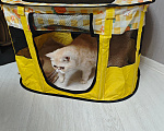 Кошки в Ростове-на-Дону: Котята короткошерстных персидских экзотов Мальчик, 25 000 руб. - фото 8