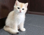 Кошки в Москве: Британская золотая шиншилла кошечка Девочка, 50 000 руб. - фото 1