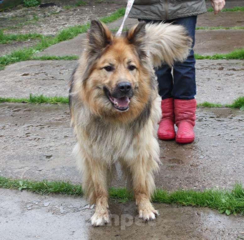 Собаки в Москве: Мишка в поисках дома и своей семьи Мальчик, Бесплатно - фото 6