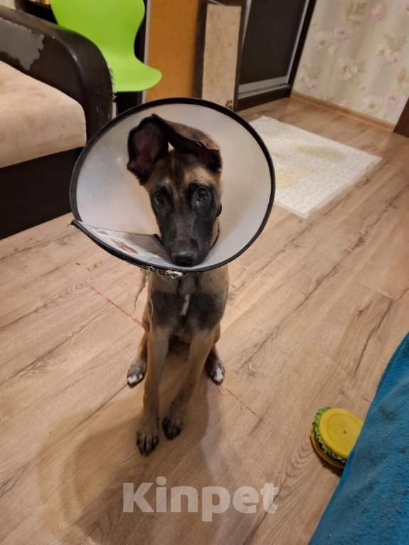 Собаки в Красногорске: Пинки — ушастое чудо в поисках дома!  Девочка, Бесплатно - фото 4