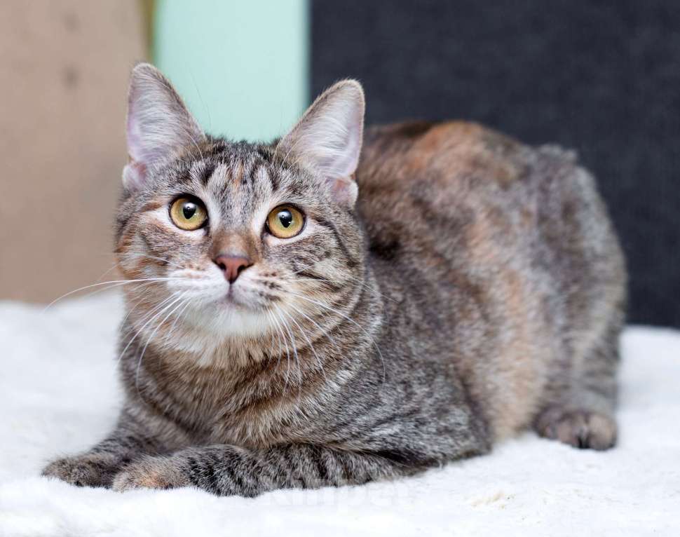 Кошки в Москве: Серая полосатая ласковая котёнок Тея в дар Девочка, 1 руб. - фото 8