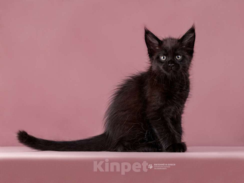 Кошки в Санкт-Петербурге: Мейн кун Испания (Санька) Девочка, Бесплатно - фото 3