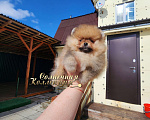 Собаки в Москве: Плюшевый медвежонок мальчик померанского шпица РКФ Мальчик, Бесплатно - фото 3