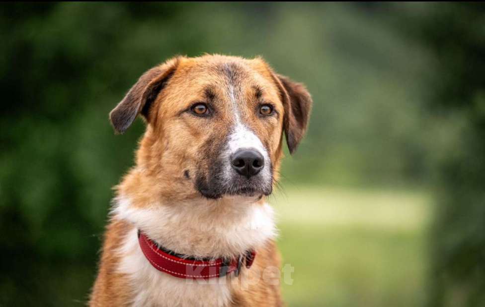 Собаки в других городах Владимирской области: Рыжая принцесса в добрые руки Девочка, Бесплатно - фото 2