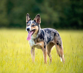 Джамен кули