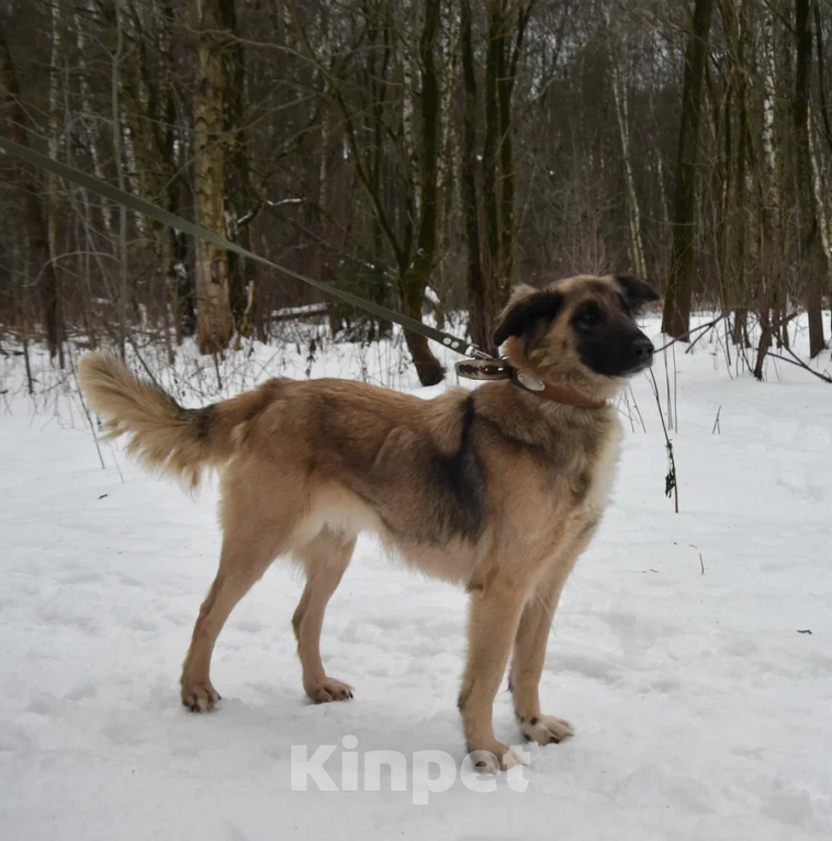 Собаки в Москве: Лиска в поисках любящей семьи  Девочка, Бесплатно - фото 8