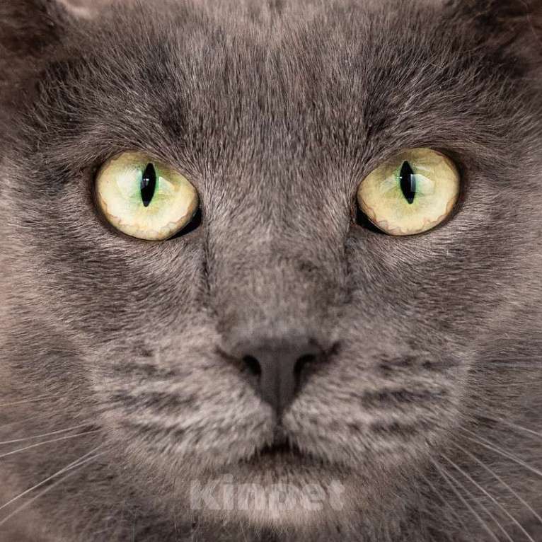 Кошки в Москве: Крупный красавчик русской голубой породы Торр в дар Мальчик, 1 руб. - фото 2