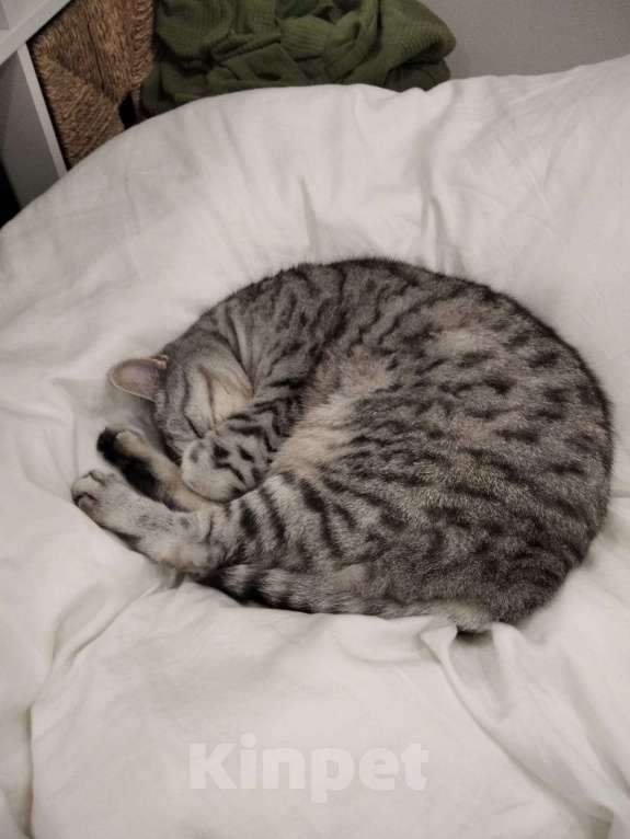 Кошки в Стерлитамаке: Ваш будущий кот Мальчик, Бесплатно - фото 10