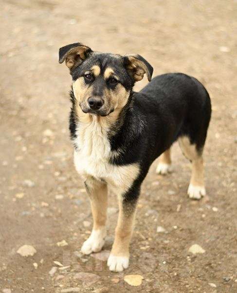 Собаки в Москве: щенок Ника ищет семью Девочка, Бесплатно - фото 3