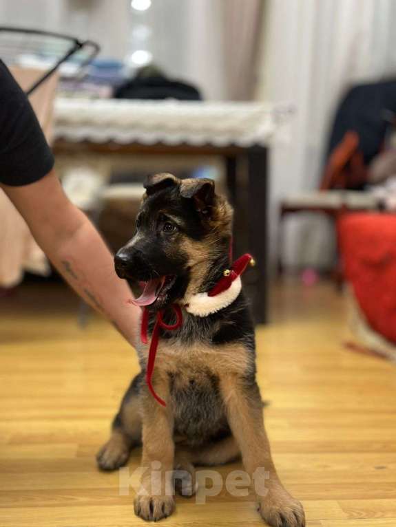 Собаки в других городах Московской области: Щенки Восточно европейской овчарки Девочка, Бесплатно - фото 5