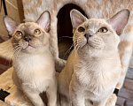Кошки в Москве: Бурманские котята Мальчик, 60 000 руб. - фото 2