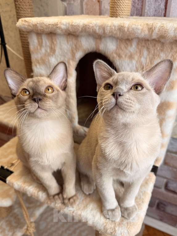 Кошки в Москве: Бурманские котята Мальчик, 60 000 руб. - фото 2