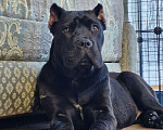 Собаки в других городах Московской области: Шикарная подрощенная Кане Корсо Девочка, 120 000 руб. - фото 2