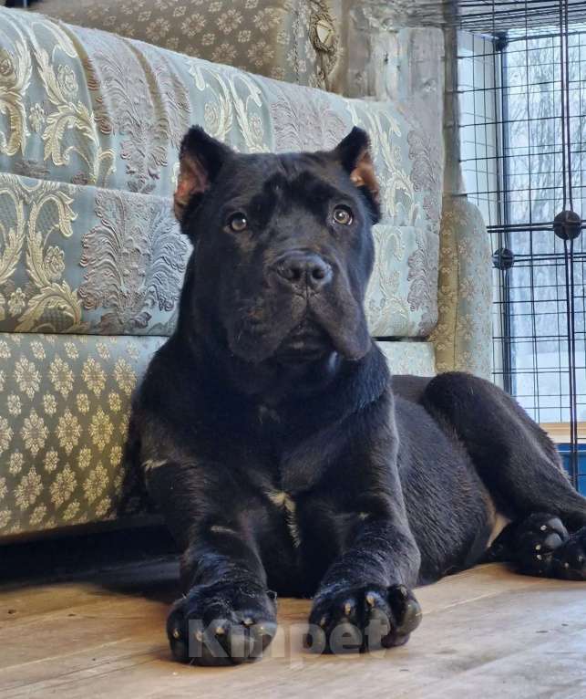 Собаки в других городах Московской области: Шикарная подрощенная Кане Корсо Девочка, 120 000 руб. - фото 2