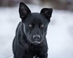 Собаки в Раменском: Идеальный Чарли в поисках своей семьи Мальчик, Бесплатно - фото 2