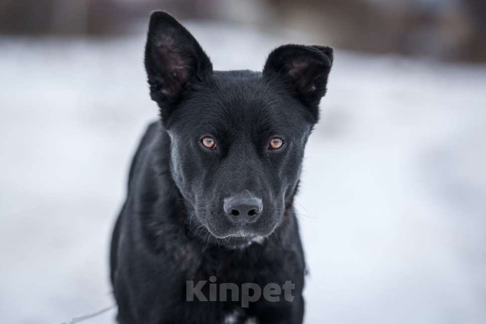 Собаки в Раменском: Идеальный Чарли в поисках своей семьи Мальчик, Бесплатно - фото 2