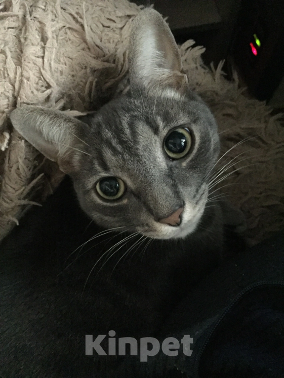 Кошки в Подольске: ПОТЕРЯЛСЯ КОТ!❗️ Мальчик, 1 руб. - фото 9