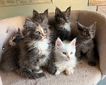Кошки в Санкт-Петербурге: Котята Мейн-кун Разнополые, Бесплатно - фото 3
