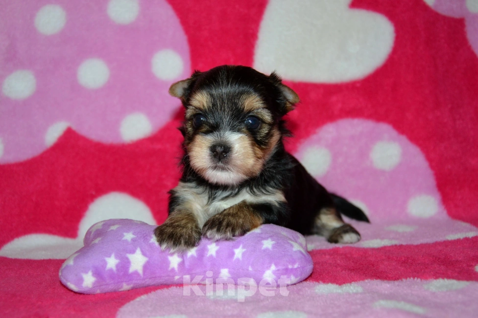 Собаки в Москве: Щенки йоркширского терьера  Мальчик, 25 000 руб. - фото 3