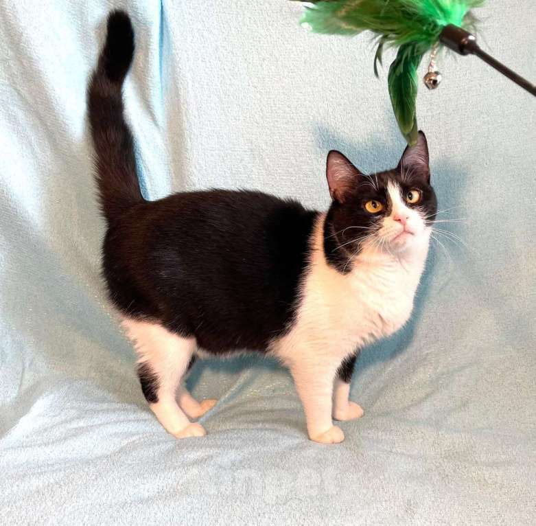 Кошки в Москве: Шакшука, кошка из мультика Девочка, Бесплатно - фото 5