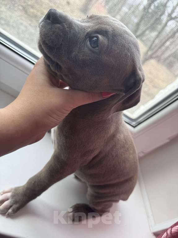 Собаки в других городах Московской области: Очаровательная девочка  Девочка, 40 000 руб. - фото 4