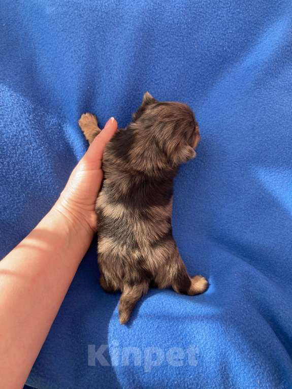 Собаки в Москве: Крупный йорк мальчик чёрный мрамор Мальчик, Бесплатно - фото 5