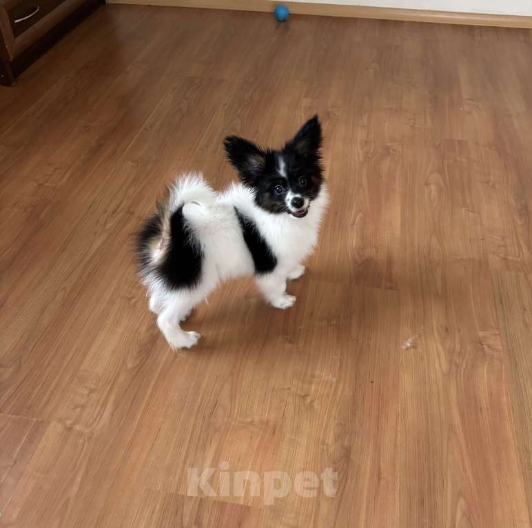 Собаки в Санкт-Петербурге: Яркий мальчик папильона/папийона  Мальчик, 50 000 руб. - фото 5