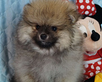 Собаки в Москве: Мохнатое счастье- мальчик померанец Мальчик, 28 000 руб. - фото 7