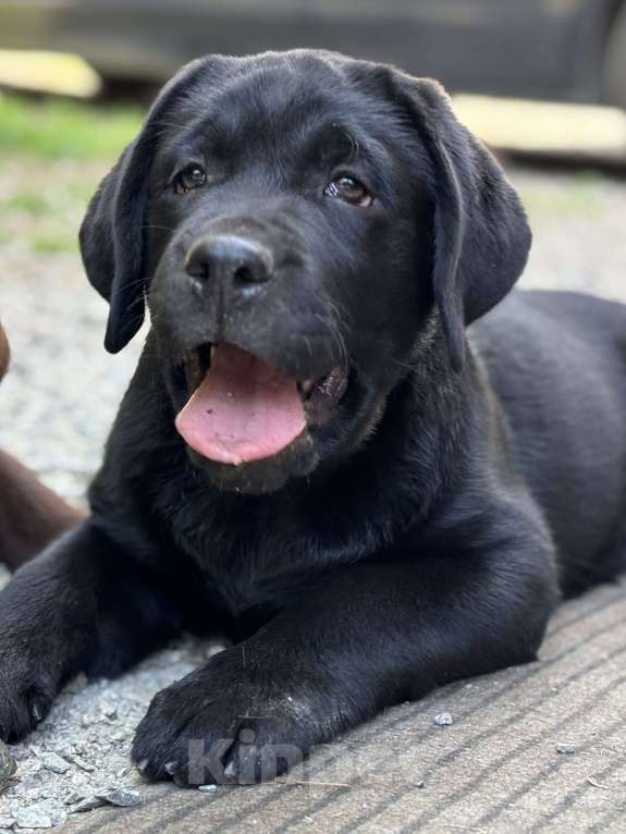 Собаки в Екатеринбурге: Щенок лабрадора  Мальчик, Бесплатно - фото 4
